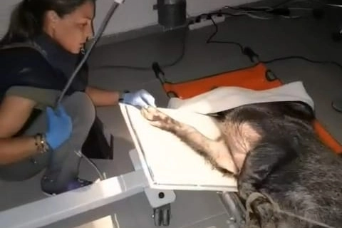 Ateşli silahla yaralanan domuz İzmir’de sağlığına kavuştu