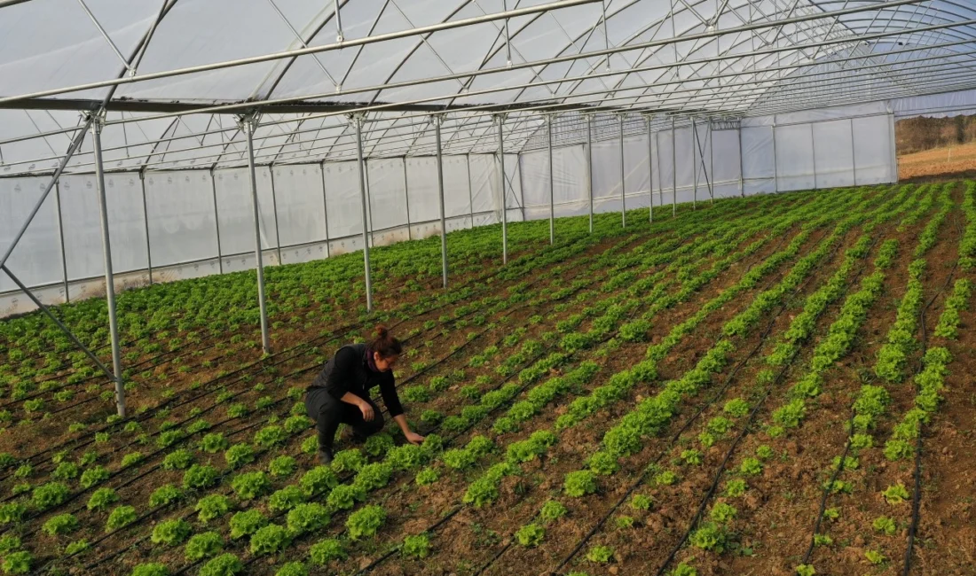 Kocaeli Büyükşehir’den çiftçilere modern sera desteği  Kocaeli...